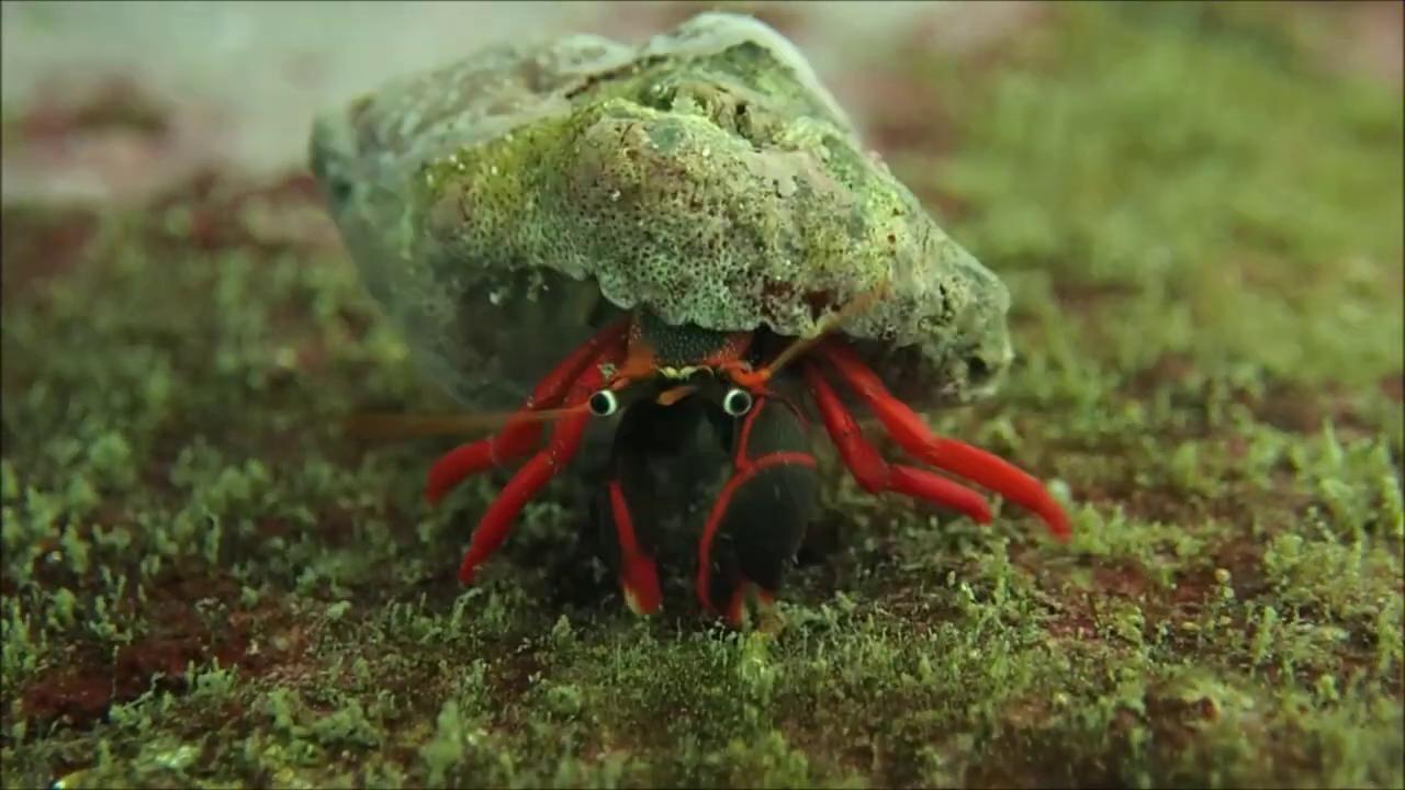 Red-leg Hermit Crab | Mexican Crabs.org