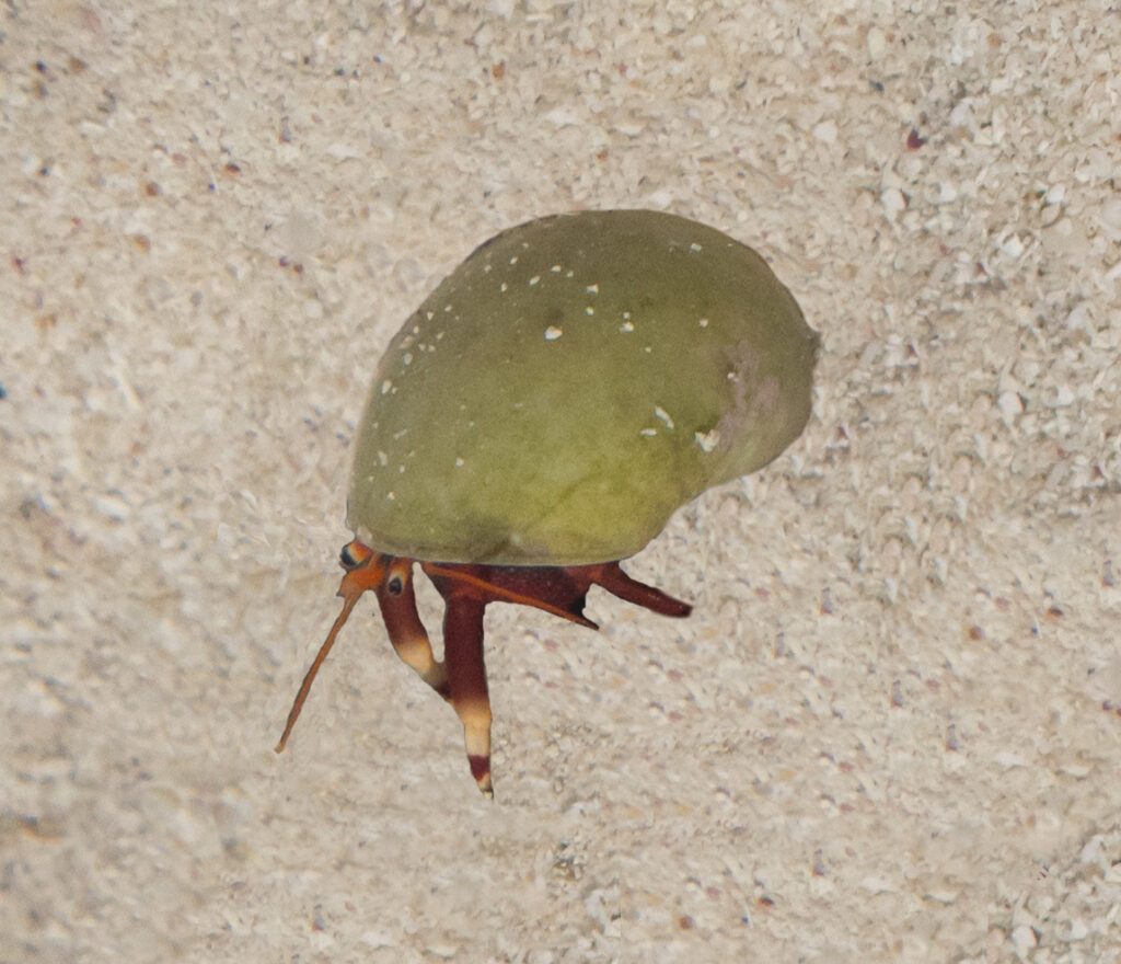 Orange Claw Hermit Crab | Mexican Crabs.org